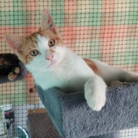 Photo of Jonas ** 2nd Chance Cat Rescue**