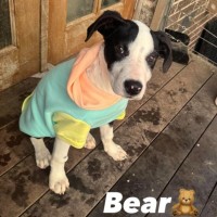 Photo of Bear