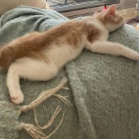 Photo of Moonstone * Meet Me At Petstock Engadine*