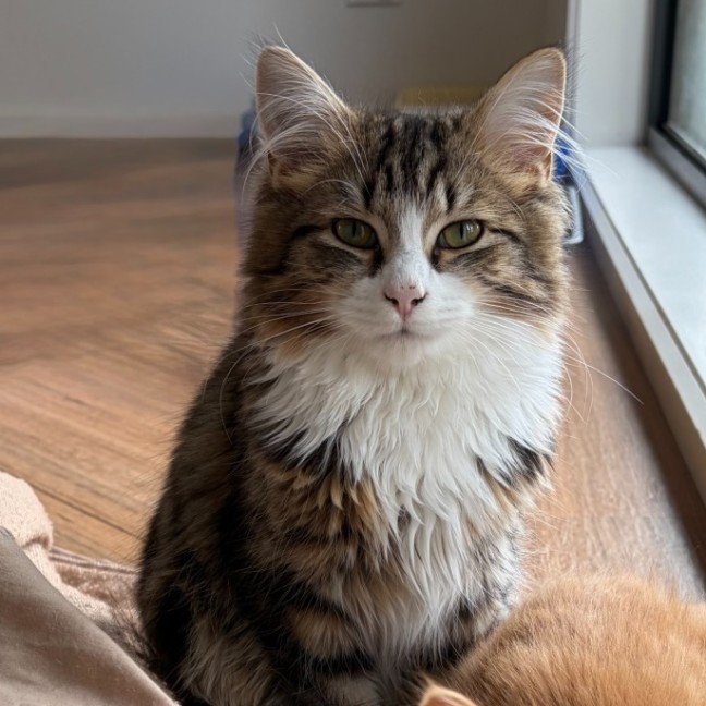 Photo of Paprika