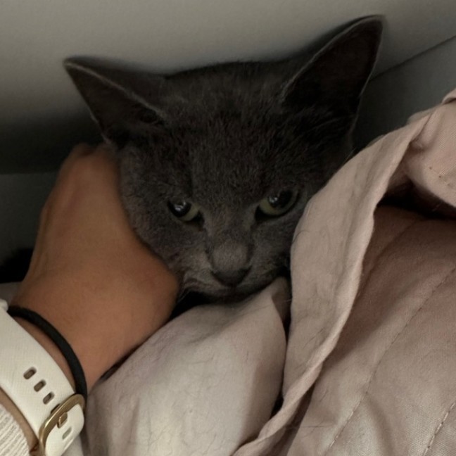 Photo of Bluey