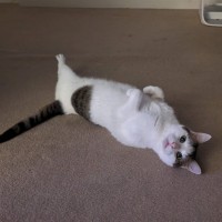 Photo of Merlin   Located In Wallan