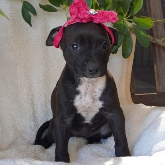 Photo of Indi
