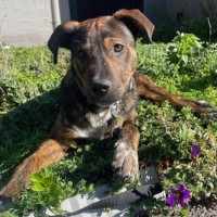 Photo of Kahu