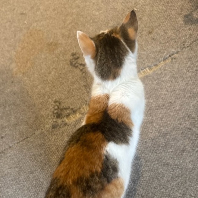 Photo of Cali ^^Dandy Cat Rescue^^