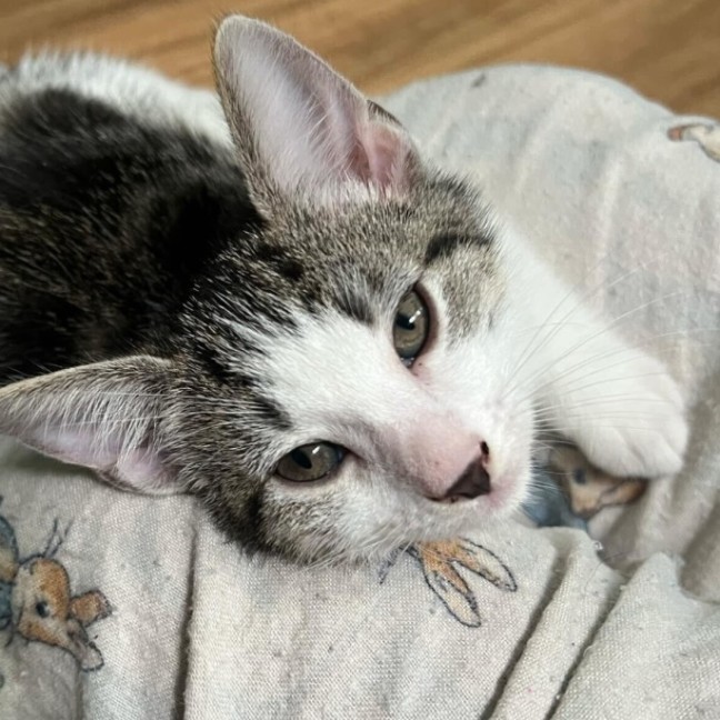 Photo of Dandelion