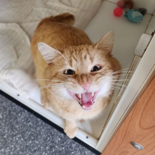 Ham Sandwich - Domestic Short Hair (DSH) Cat