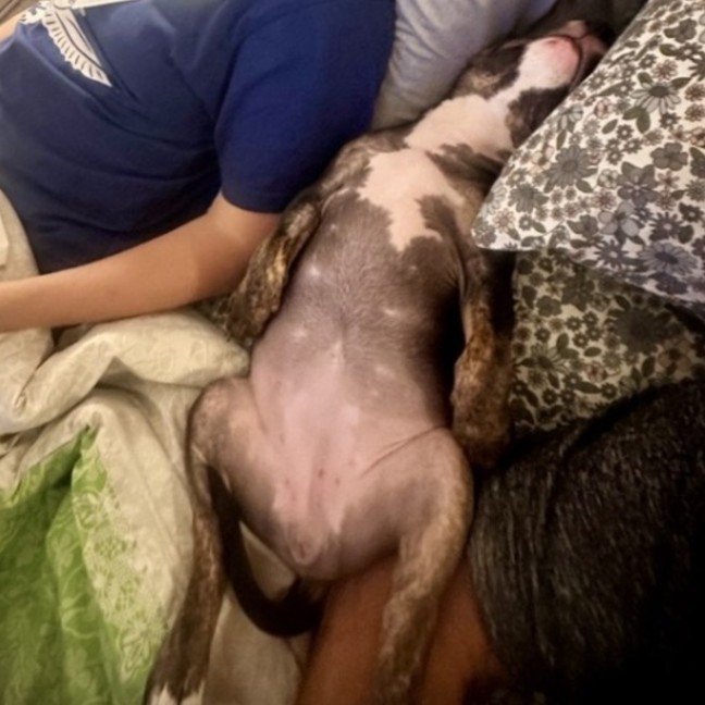 Photo of Snickers
