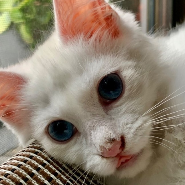 Photo of Atticus Finch 