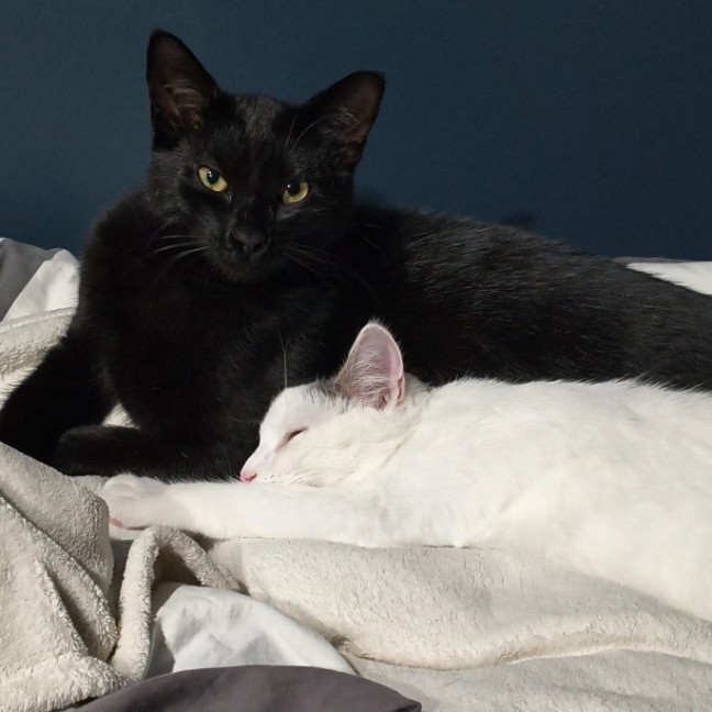 Photo of Toothless And Lychee