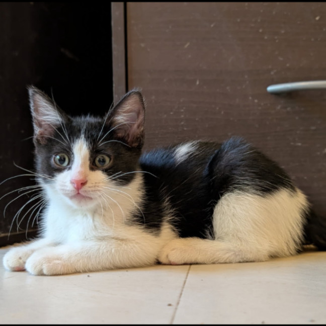 Photo of Silvana