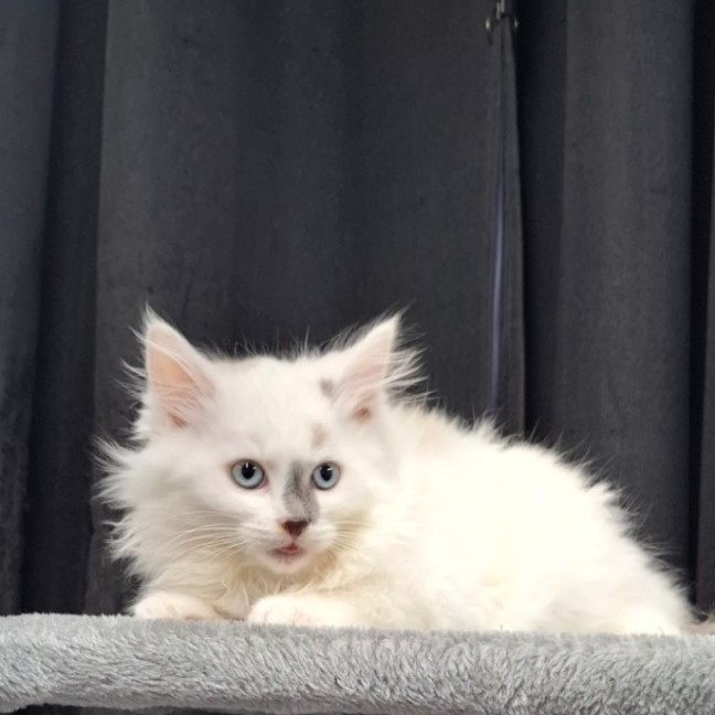 Photo of Frosty