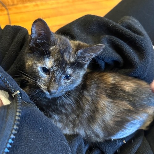 Penelope - Domestic Short Hair (DSH) Cat