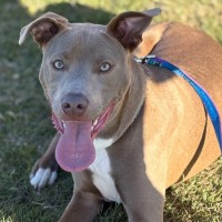 Photo of Bodhi 🐾🐾🐶🐶