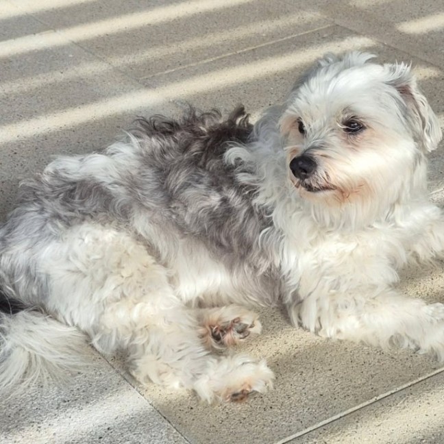 Photo of D1161 Benji