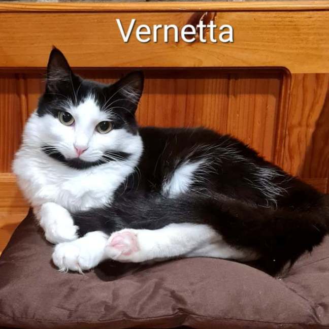 Photo of Vernetta