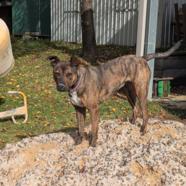 Photo of Tilly