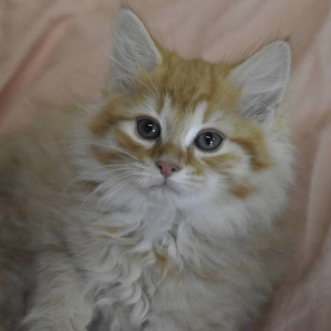 Photo of Elsa