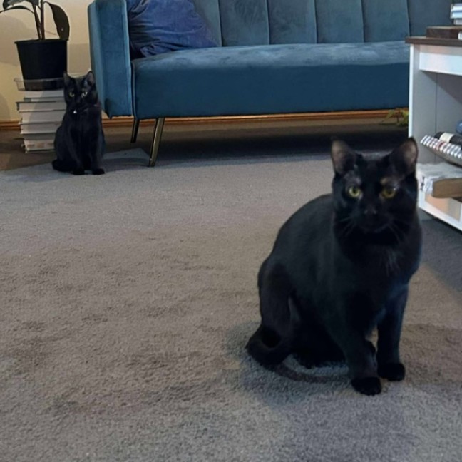 Photo of Violet And Prickle