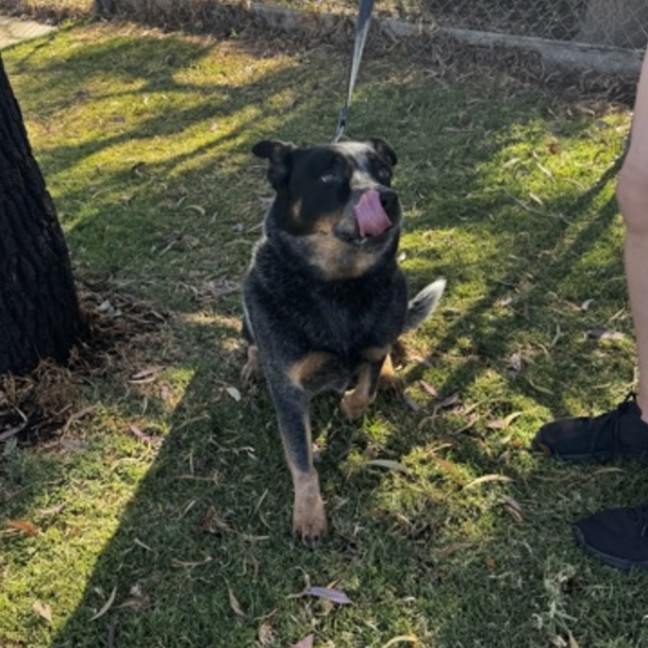 Photo of Shadow (67859)