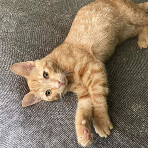 Max Jnr - Domestic Short Hair (DSH) Cat