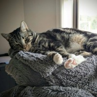 Photo of Hugo *9 Lives Project Rescue*