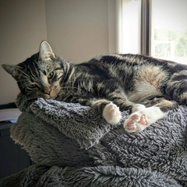 Photo of Hugo *9 Lives Project Rescue*