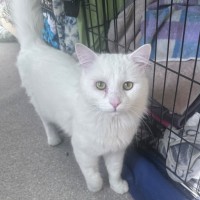 Photo of Snowy 