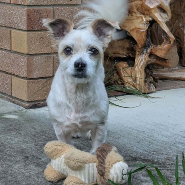 Photo of Bruiser