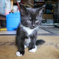 Photo of Ace **2nd Chance Cat Rescue **