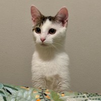 Photo of Marshmallow