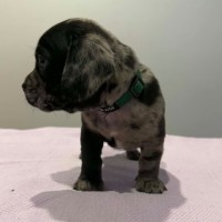Photo of Jasper