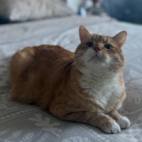 Photo of Pumpkin