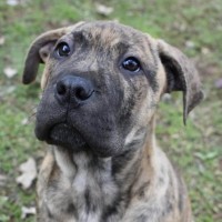 Photo of Rusty