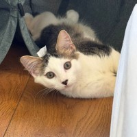 Photo of Enzo