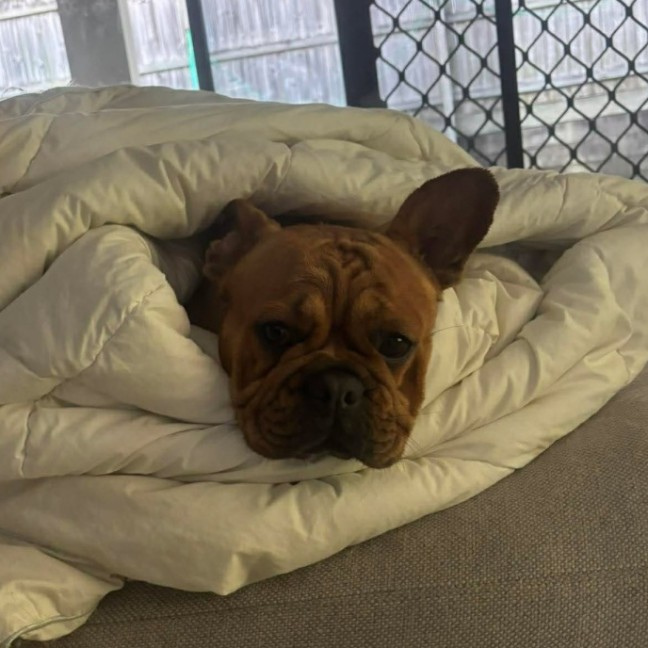 Photo of Ziggy