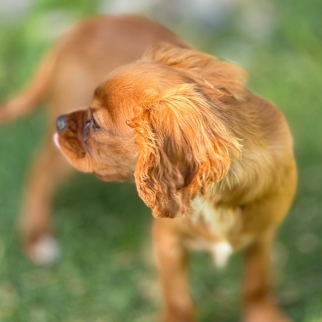 Photo of Wesley