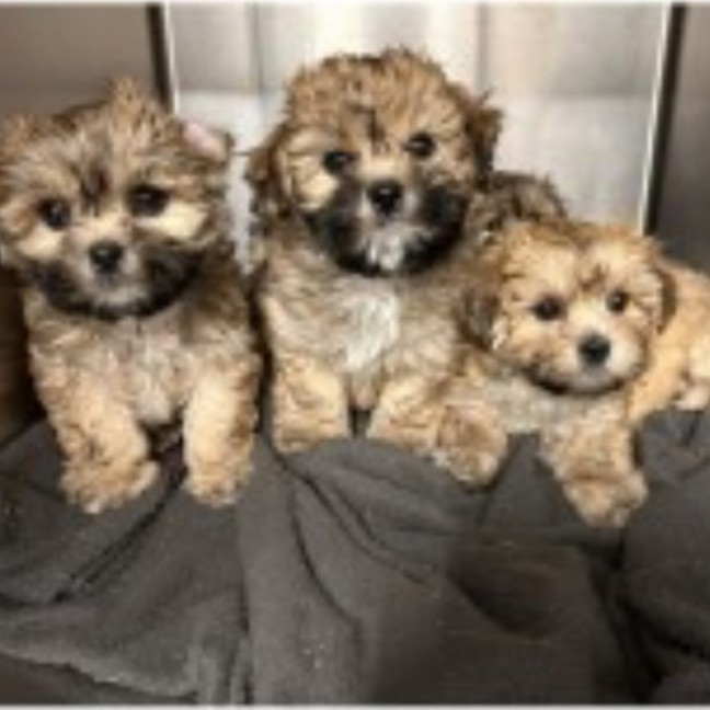 Photo of Phoebe, Pebbles & Panda 