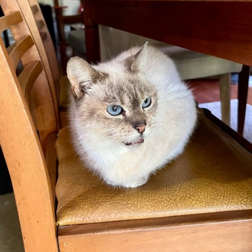 Pearl - Ragdoll Cat