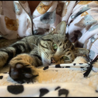 Photo of Buddy