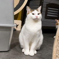 Photo of Crouton