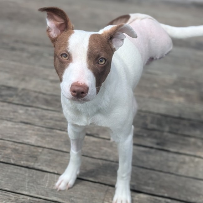 Photo of Hopscotch