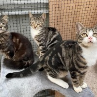 Photo of Kizzi **2nd Chance Cat Rescue**