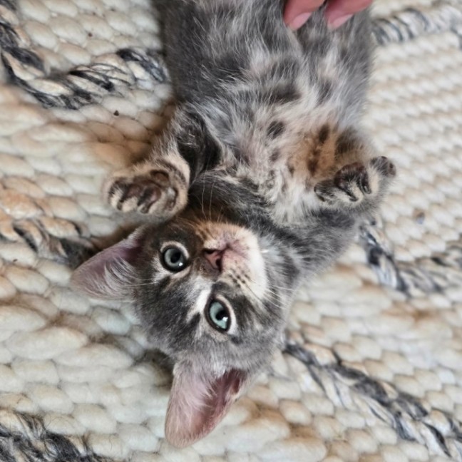 Photo of 🧡 Magnus 🧡