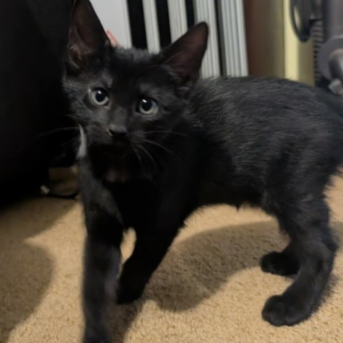 Luna - Domestic Short Hair (DSH) Cat