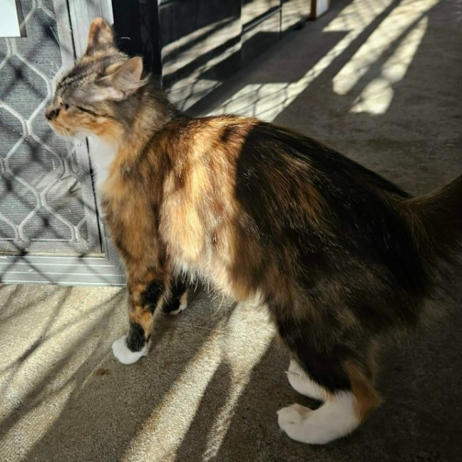 Photo of Mary ** 2nd Chance Cat Rescue **