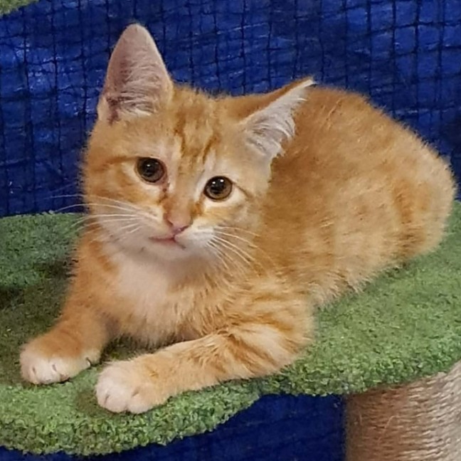 Photo of Lillee **2nd Chance Cat Rescue **