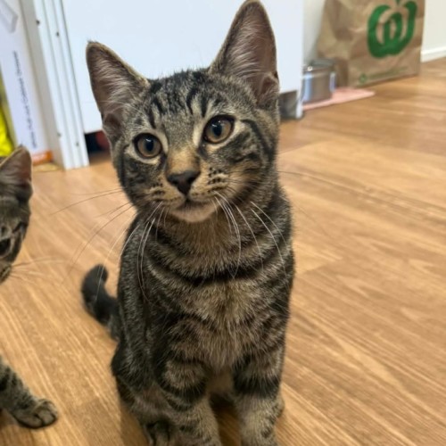 Pebbles *9 Lives Project Rescue* - Domestic Medium Hair (DMH) Cat