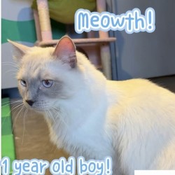 Male Ragdoll Cat