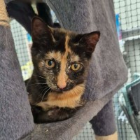 Photo of Opal **2nd Chance Cat Rescue**